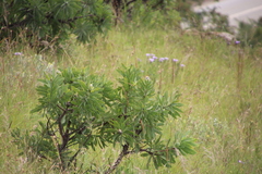 Protea gaguedi