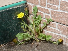 Taraxacum officinale