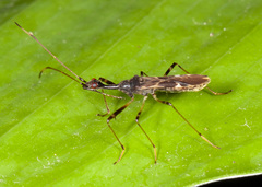 Myodocha intermedia