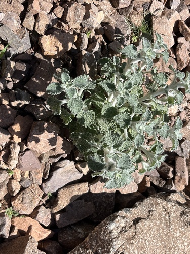 White Horehound