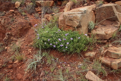 Barleria ovata
