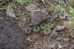 Frailea chiquitana