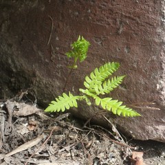 Polypodiopsida