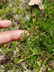 Cyclospermum