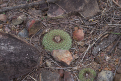Frailea chiquitana