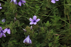 Barleria ovata