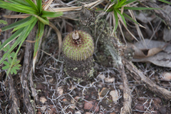Frailea chiquitana