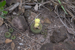 Frailea chiquitana