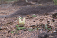 Frailea chiquitana