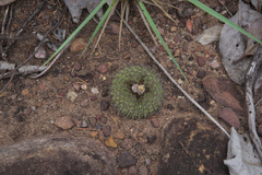 Frailea chiquitana