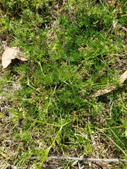 Cyclospermum