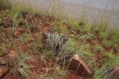 Lasiosiphon splendens