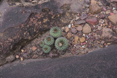 Frailea chiquitana