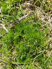 Cyclospermum