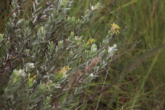 Lasiosiphon splendens