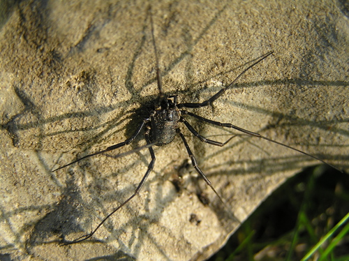 Homolophus nordenskioldi