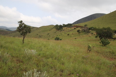 Protea gaguedi
