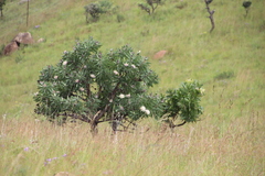 Protea gaguedi