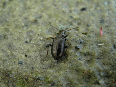Pelophila borealis