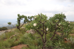 Protea gaguedi