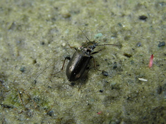 Pelophila borealis