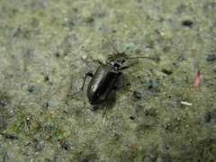 Pelophila borealis