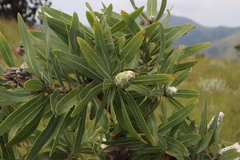 Protea gaguedi