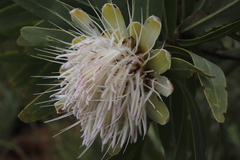 Protea gaguedi