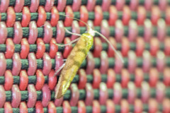 Argyresthia alternatella