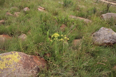 Heteromorpha involucrata