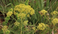Heteromorpha involucrata