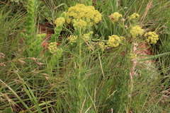 Heteromorpha involucrata