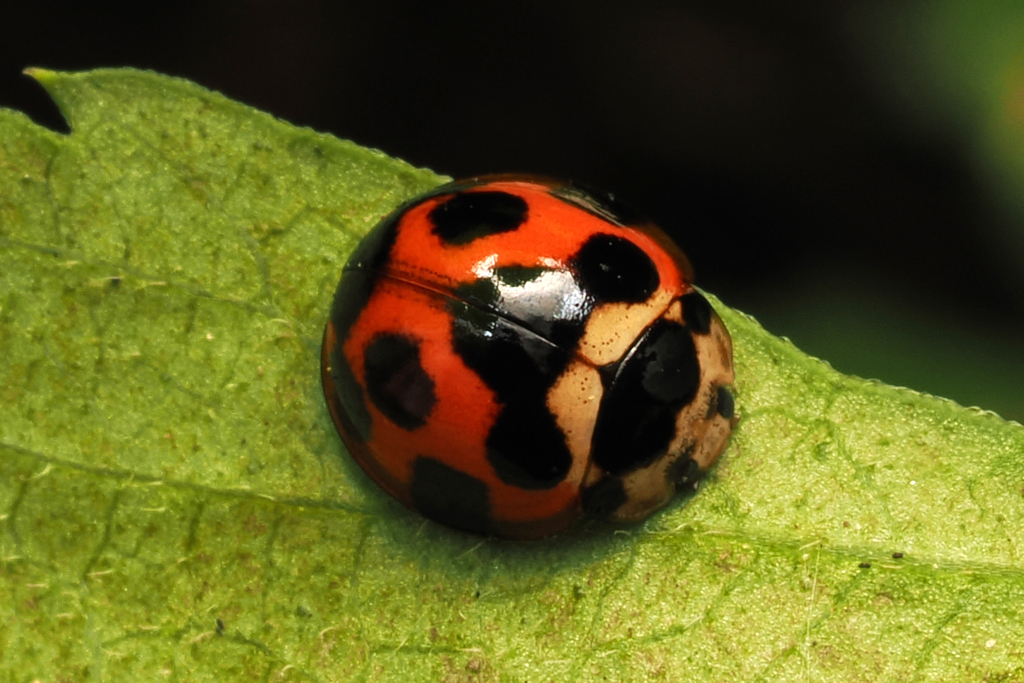 Coelophora bissellata