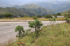 Protea gaguedi
