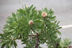 Protea gaguedi