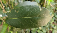 Laurus nobilis