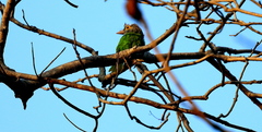 Psilopogon lineatus