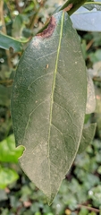 Laurus nobilis