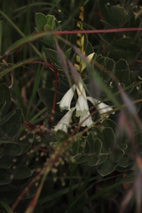 Watsonia watsonioides