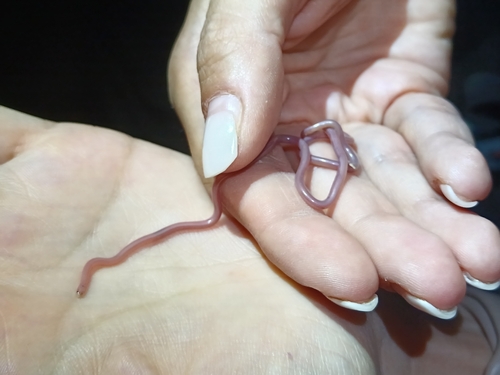 Gambia Blind Snake