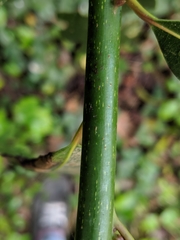 Laurus nobilis