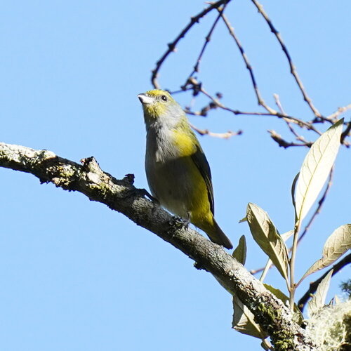 Green-chinned Euphonia (Euphonia chalybea)