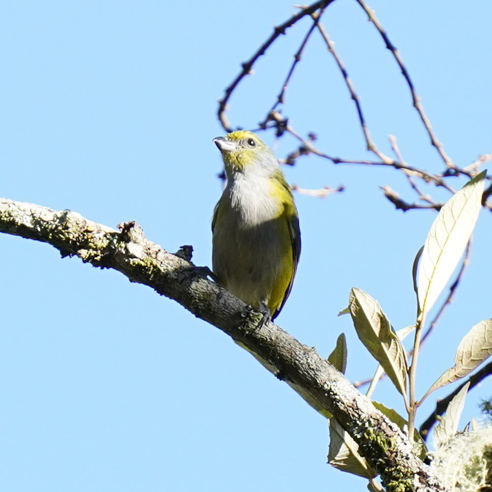 Green-chinned Euphonia (Euphonia chalybea), photo 2