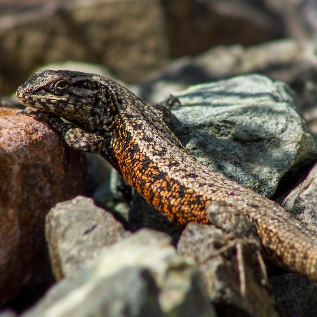 Curicen Tree Iguana