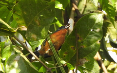 Microrhopias quixensis