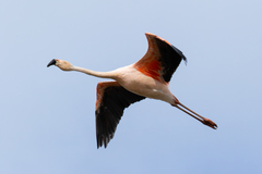 Chilean Flamingo photo 5
