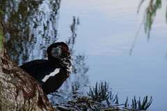 Cairina moschata domestica