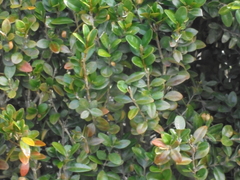Buxaceae
