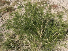 Ambrosia salsola