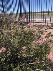 Calliandra eriophylla